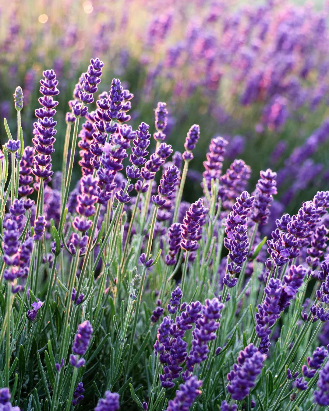 Lavendel: Der beruhigendste Duft der Natur – und warum er in unsere Seife gehört.